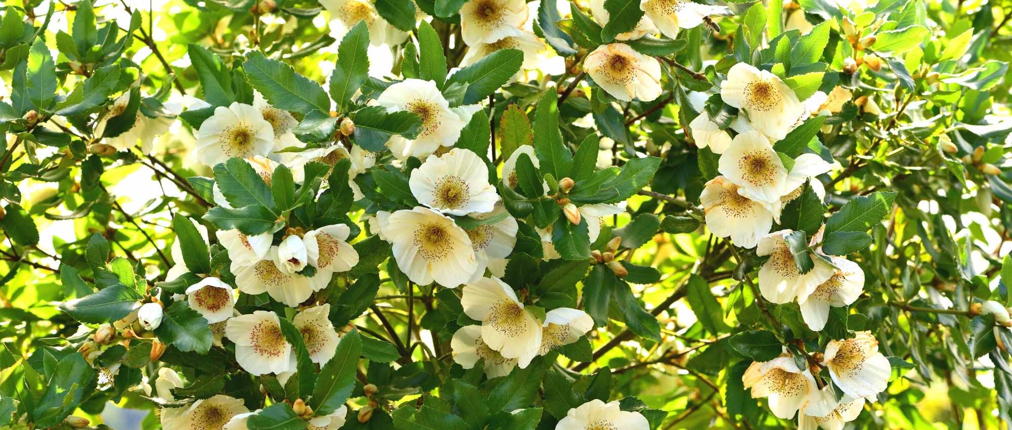 Eucryphia: plantar, cultivar e cuidar