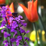 Eríssimo: como combiná-lo no jardim ou em vaso
