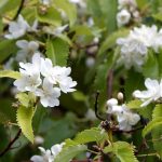 Hoheria: plantar, cultivar e cuidar