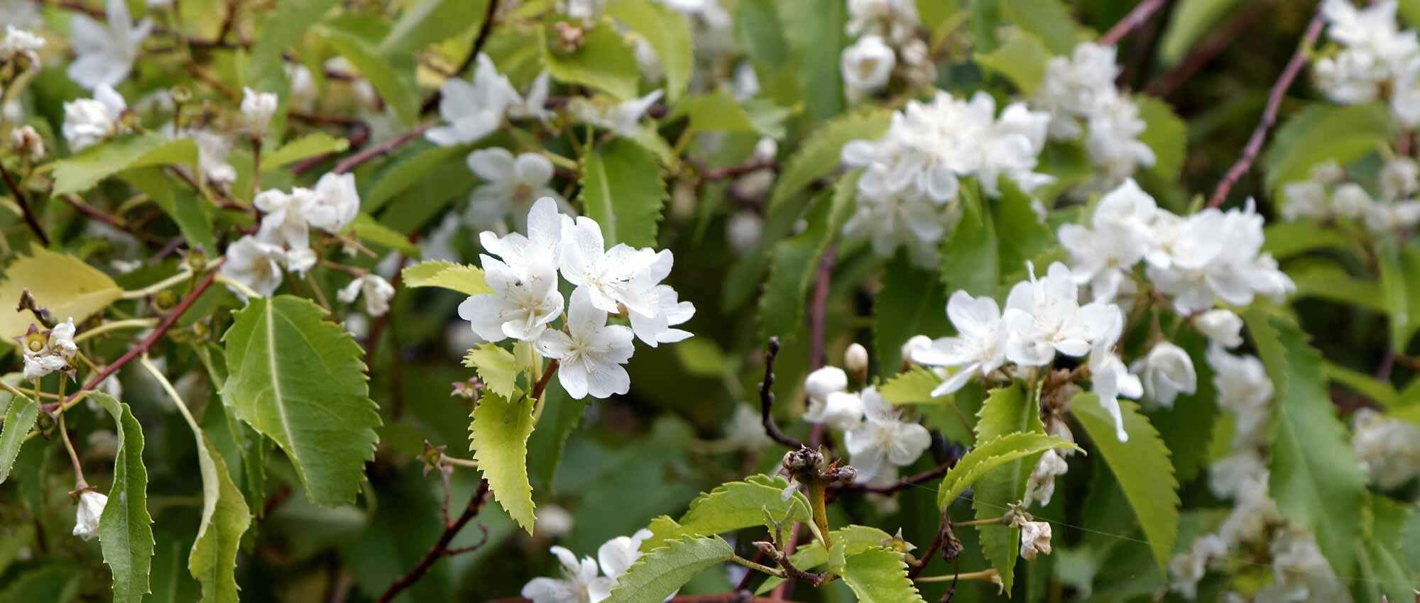 Hoheria: plantar, cultivar e cuidar