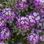 Lobularia - alisso: semear, plantar e cultivar