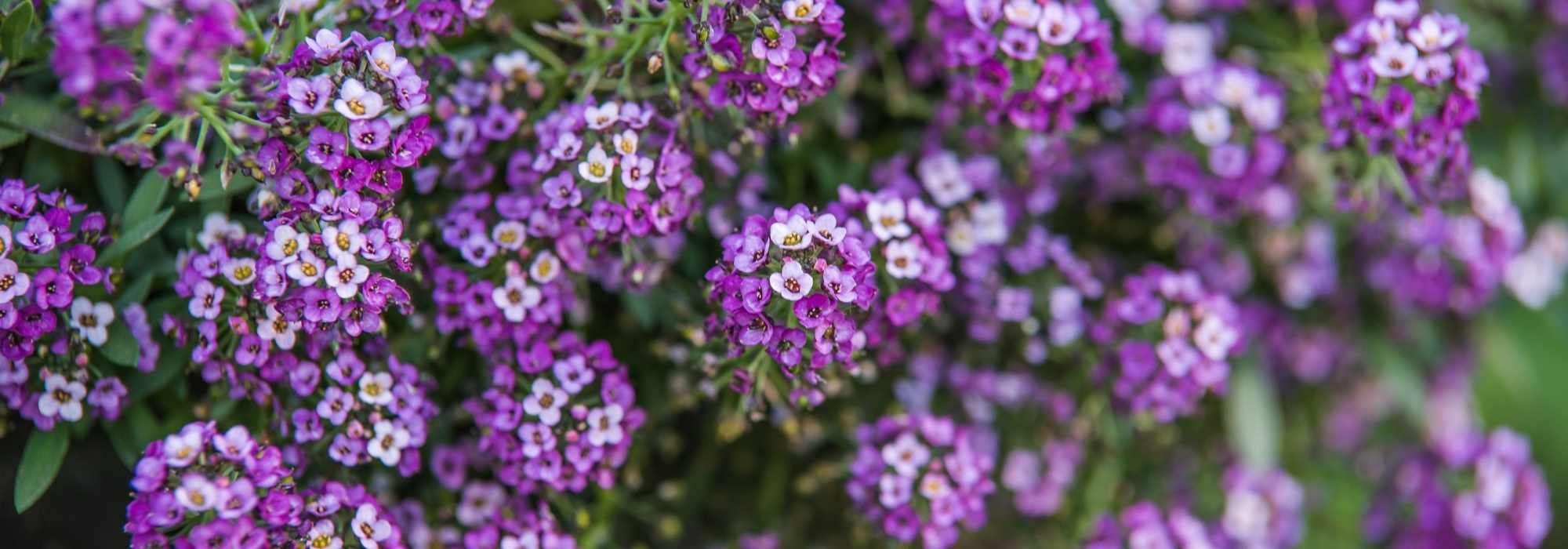 Lobularia - alisso: semear, plantar e cultivar