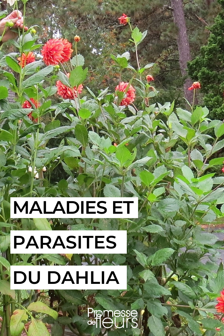 Cuidar das dálias
