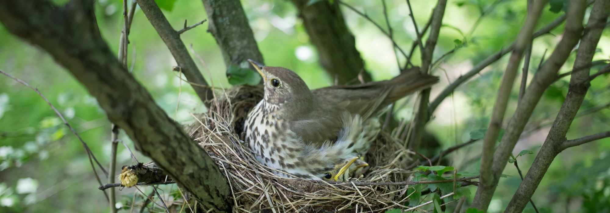 Proteger os ninhos das aves dos predadores do jardim
