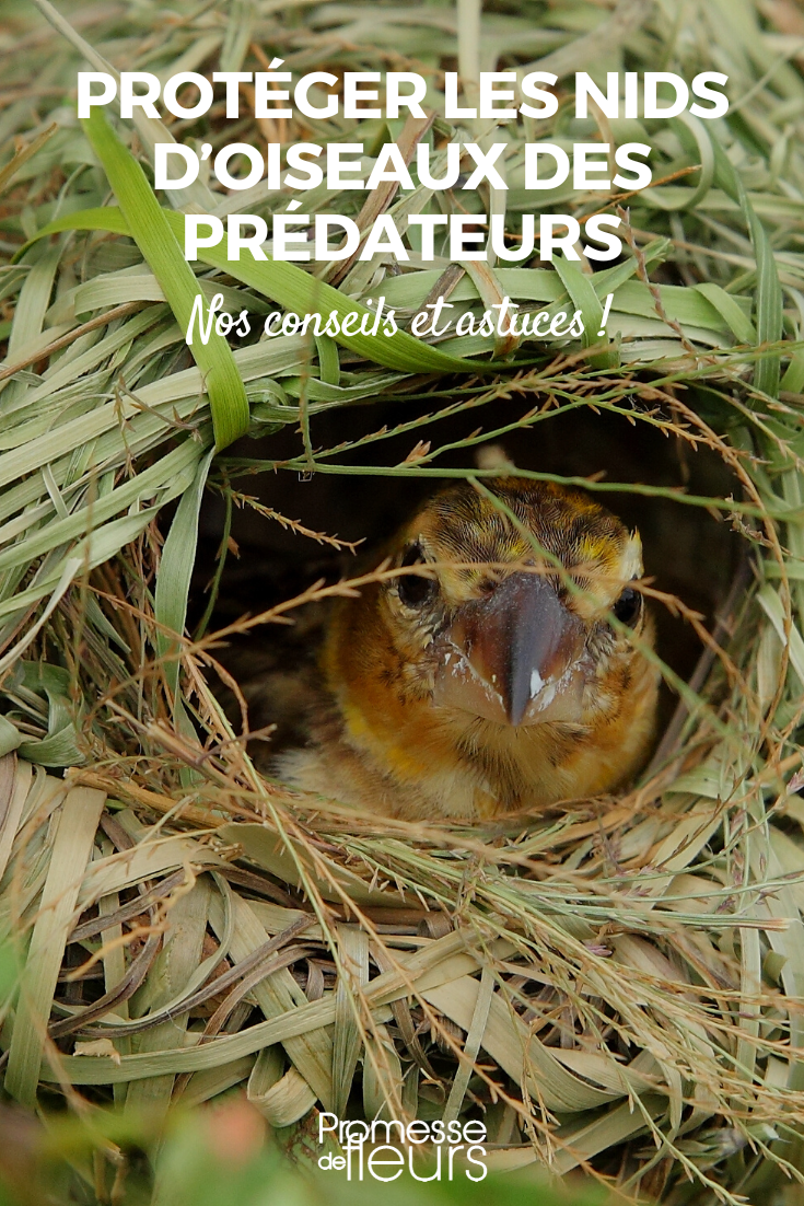 Proteger a nidificação das aves