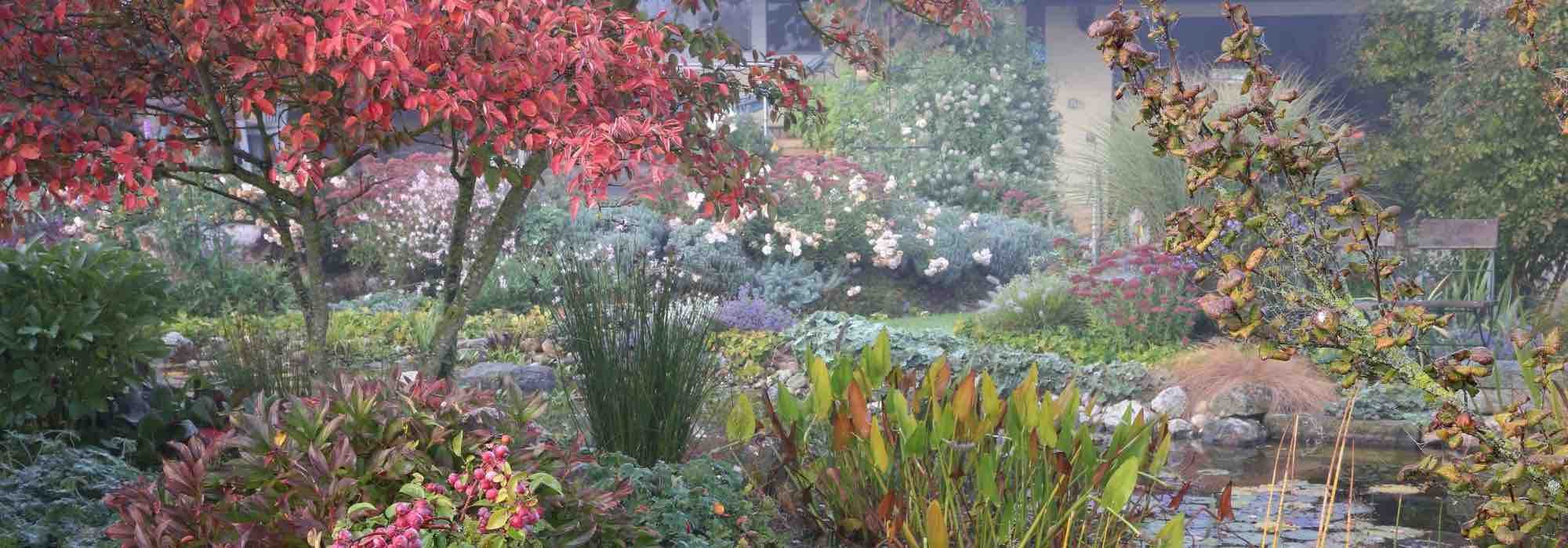 8 plantas de sombra com interesse outonal