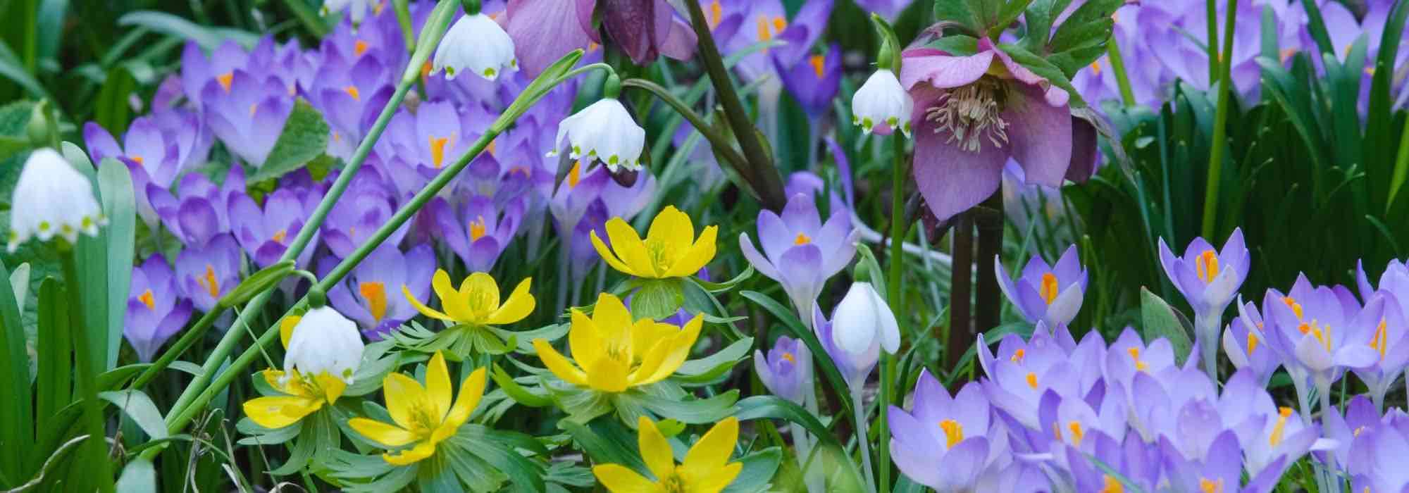 Bolbos de floração precoce: anunciam a primavera