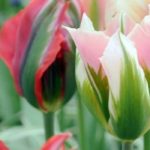 Tulipas viridiflora: as mais populares