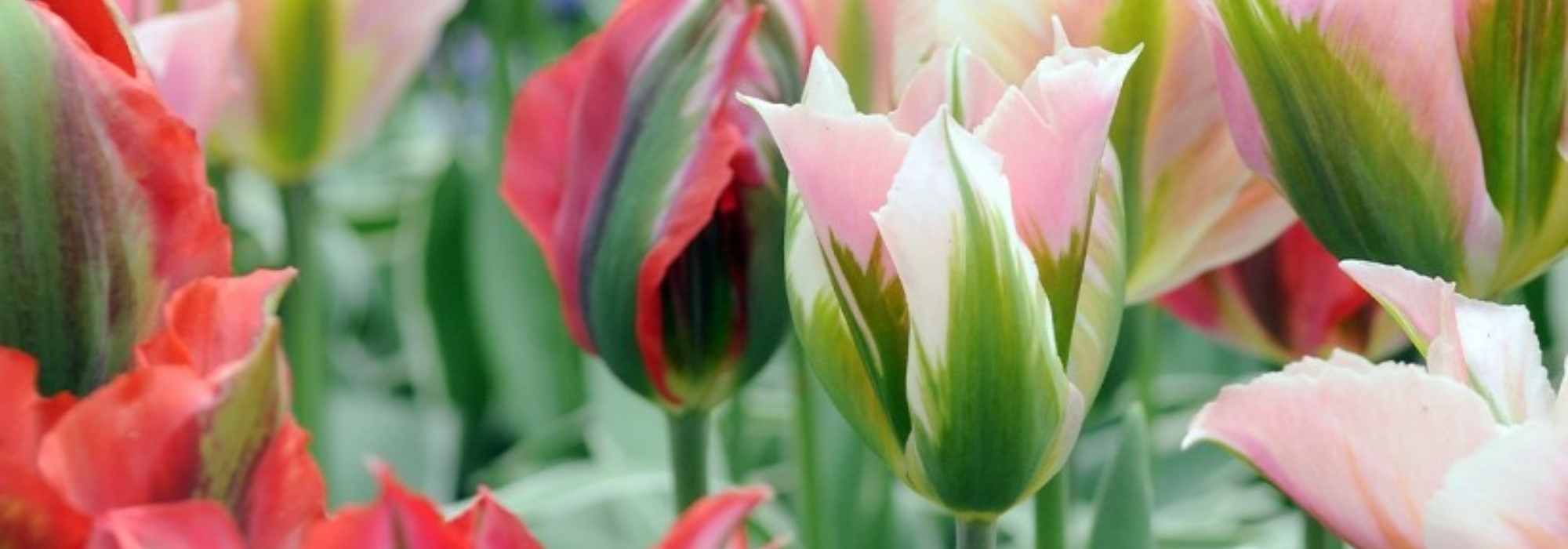 Tulipas viridiflora: as mais populares