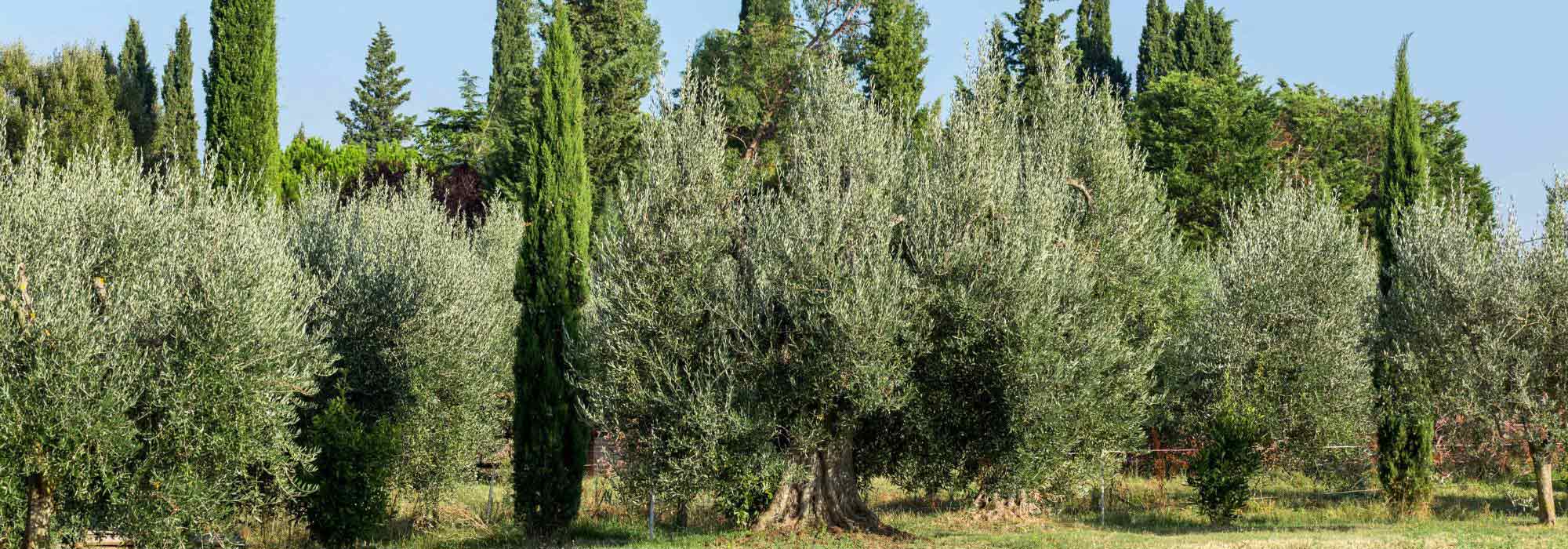 7 árvores mediterrânicas