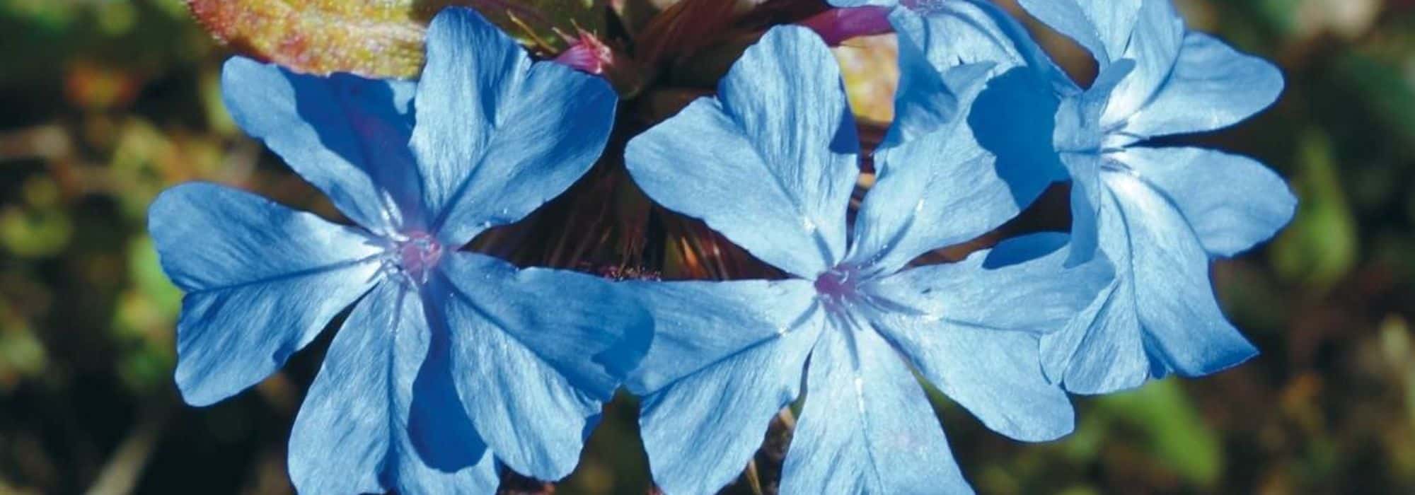 Combinar o Ceratostigma