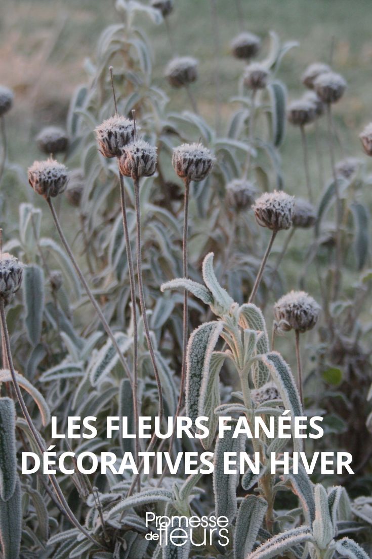 flores murchas decorativas no inverno