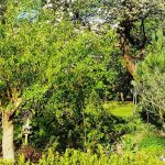 Como criar uma floresta-jardim?