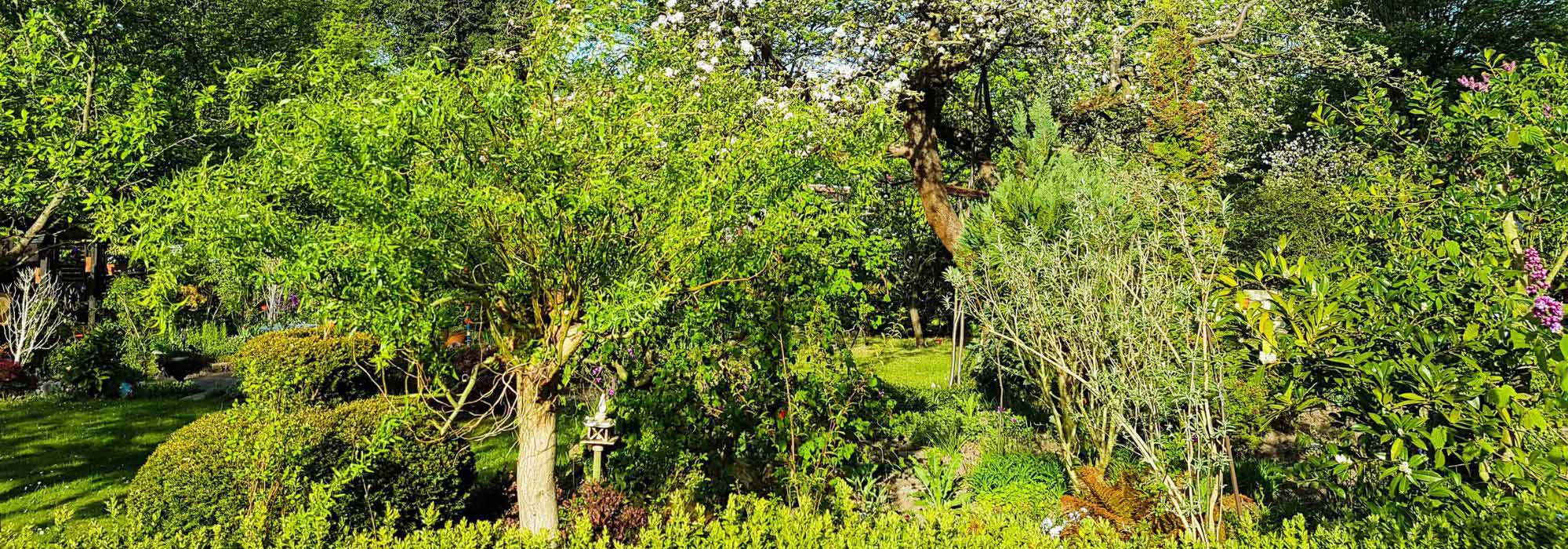 Como criar uma floresta-jardim?