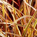 7 gramíneas de folhagem persistente que deve ter no seu jardim