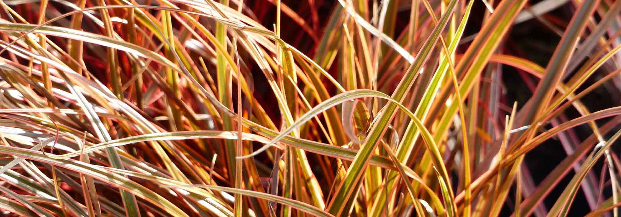 7 gramíneas de folhagem persistente que deve ter no seu jardim