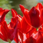Tulipa de flor de lírio: a mais graciosa