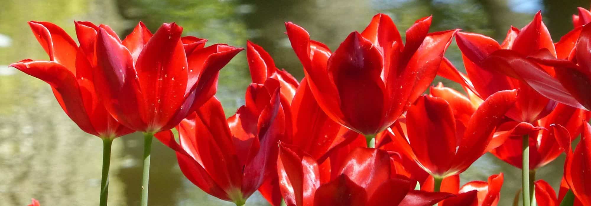 Tulipa de flor de lírio: a mais graciosa