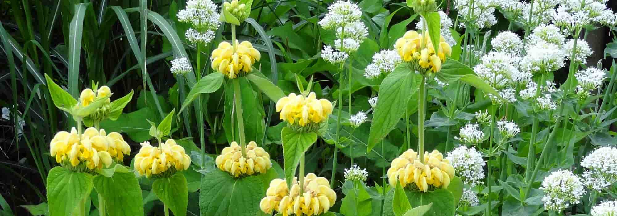 Combinar a sálvia-de-Jerusalém ou Phlomis