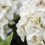 7 hortênsias compactas e bonitas durante muito tempo