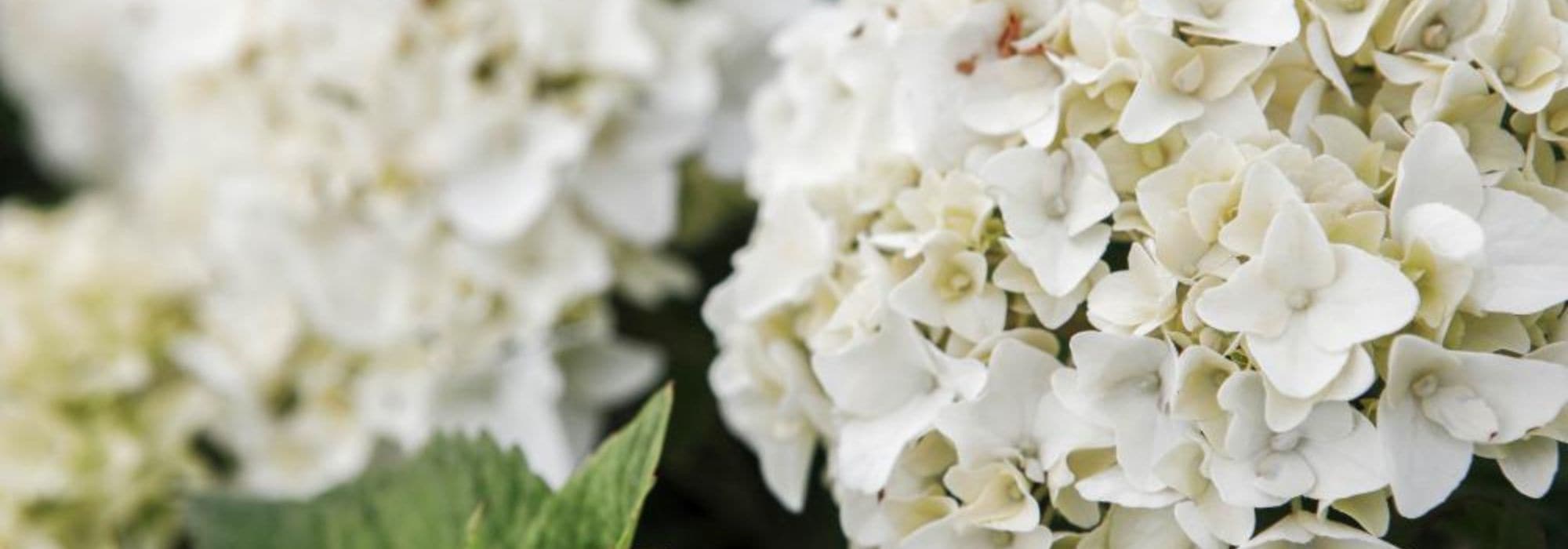 7 hortênsias compactas e bonitas durante muito tempo