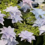 7 hortênsias de flores dobradas