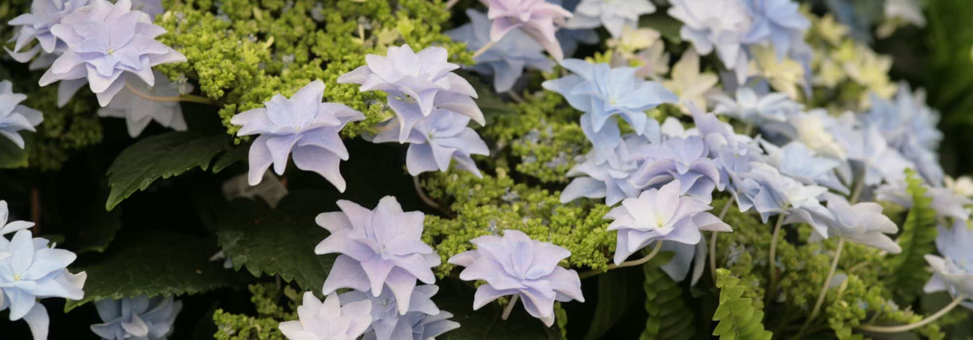 7 hortênsias de flores dobradas
