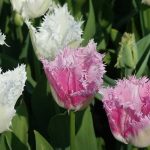 Tulipa com franja: uma joia para o jardim