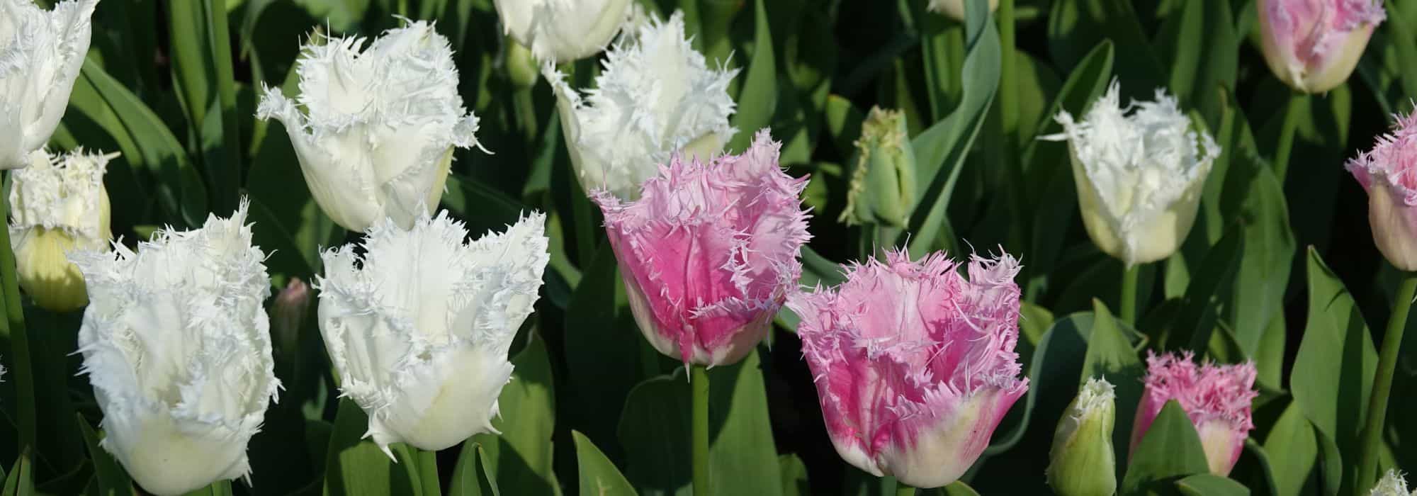 Tulipa com franja: uma joia para o jardim