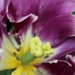 Tulipa-papagaio: a mais extravagante