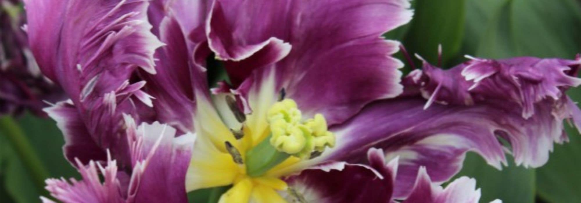 Tulipa-papagaio: a mais extravagante