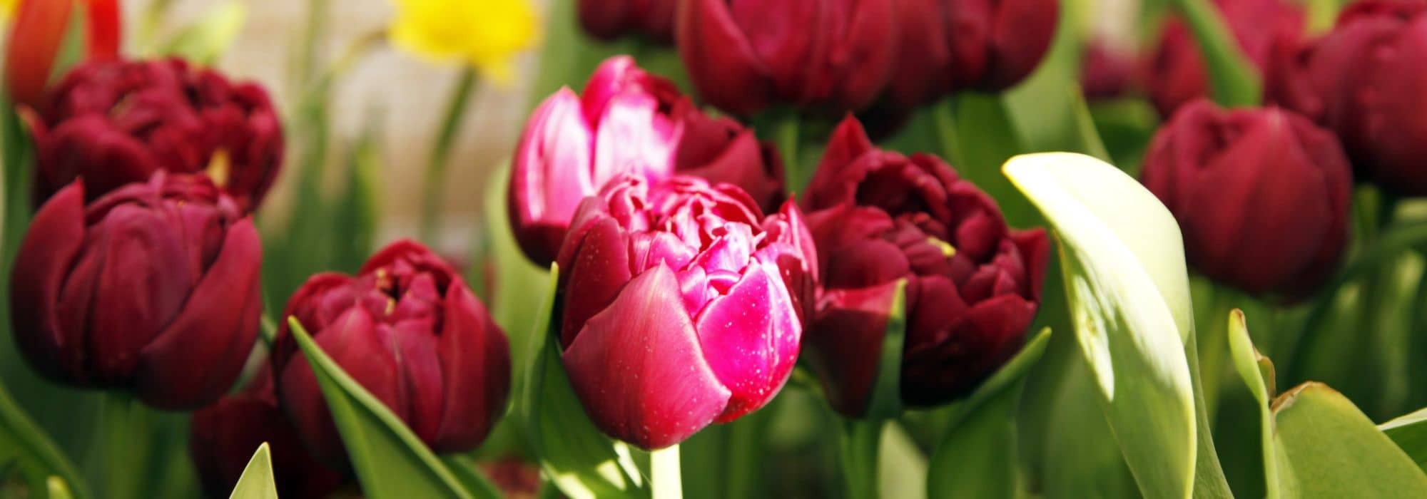 Tulipas de flores muito dobradas
