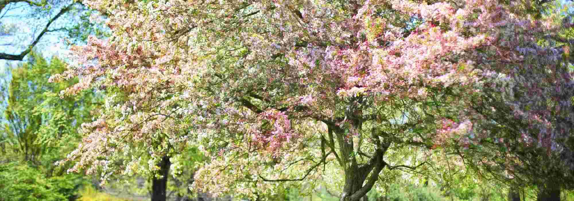 Inspiração em tons de rosa e caqui para um jardim suave e moderno