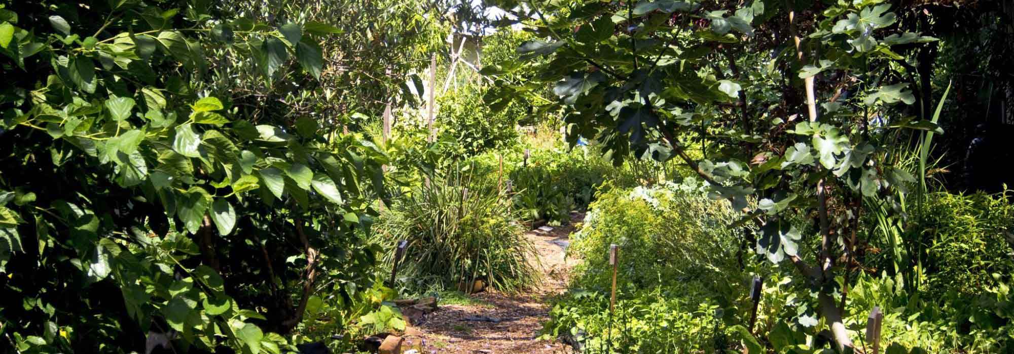 Criar um jardim-floresta sem gastar uma fortuna com raízes nuas