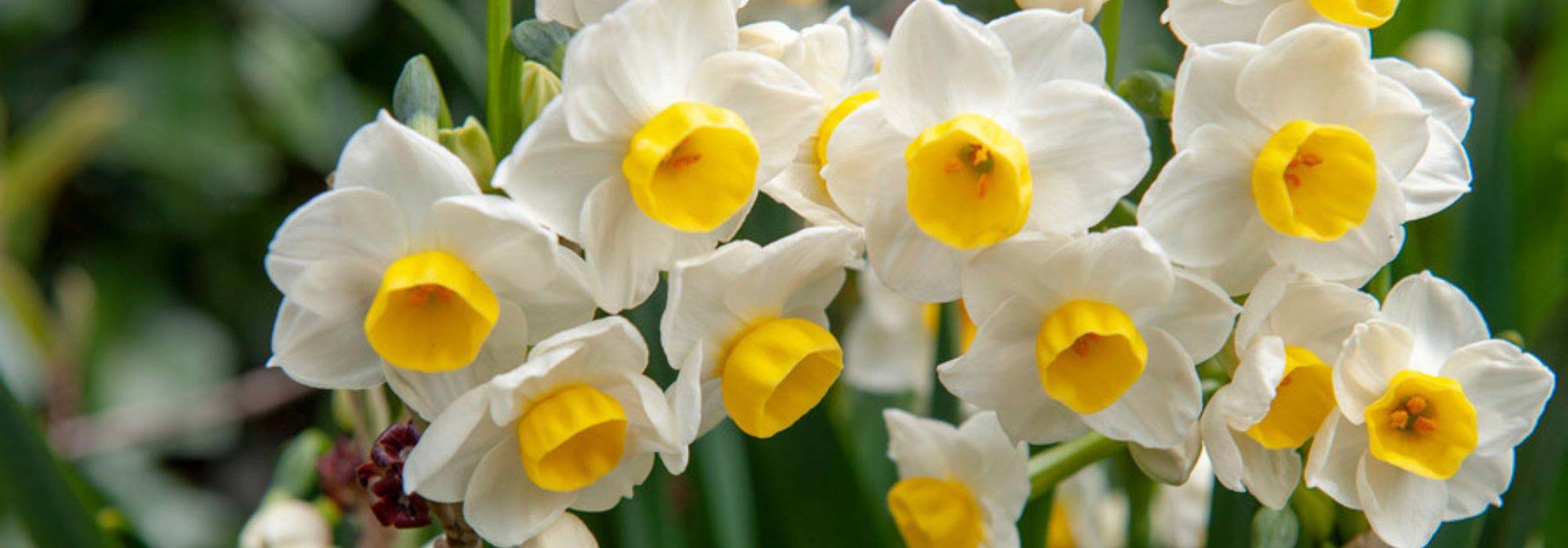 Os melhores narcisos para o Sul