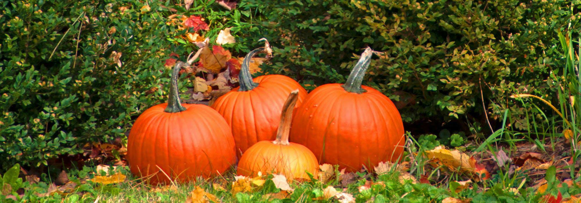 O que fazer no jardim em novembro?
