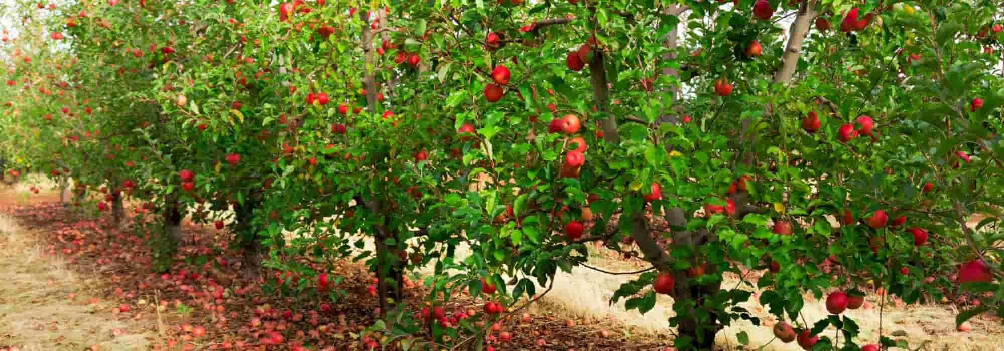 Pomar: que distância respeitar entre 2 fruteiras?
