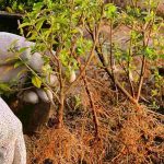 Como plantar uma sebe com raízes nuas?