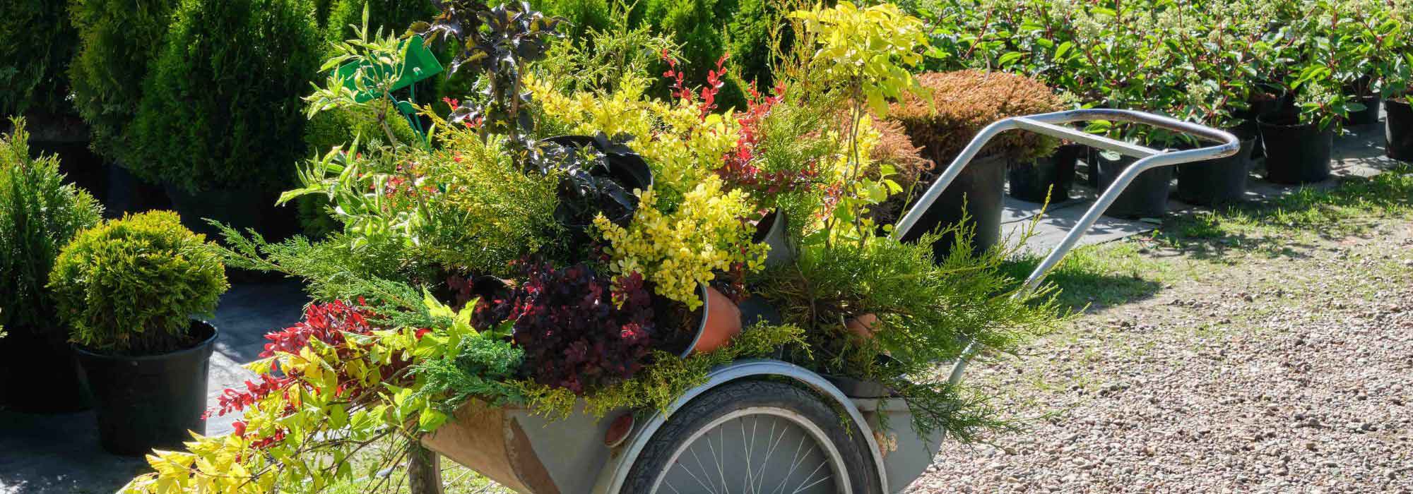 O que plantar no outono?