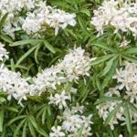 Flores brancas perfumadas para a varanda ou o terraço