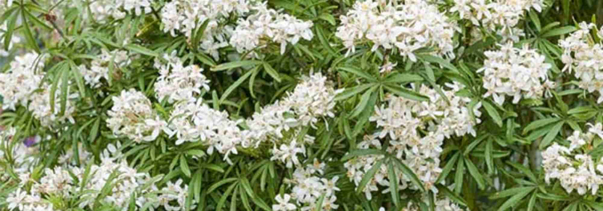 Flores brancas perfumadas para a varanda ou o terraço