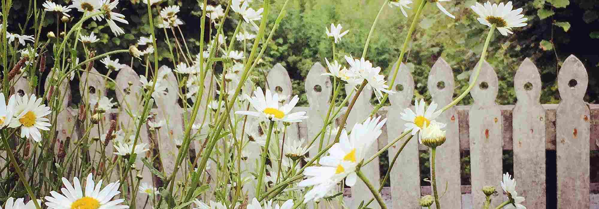 Cottagecore: a tendência que alia o jardim campestre ao espírito de descontração