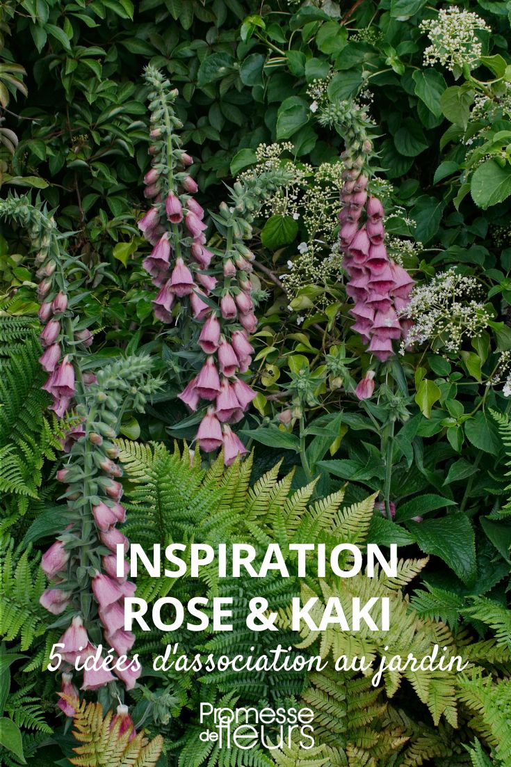 Tendências e inspiração para o diospireiro-rosa