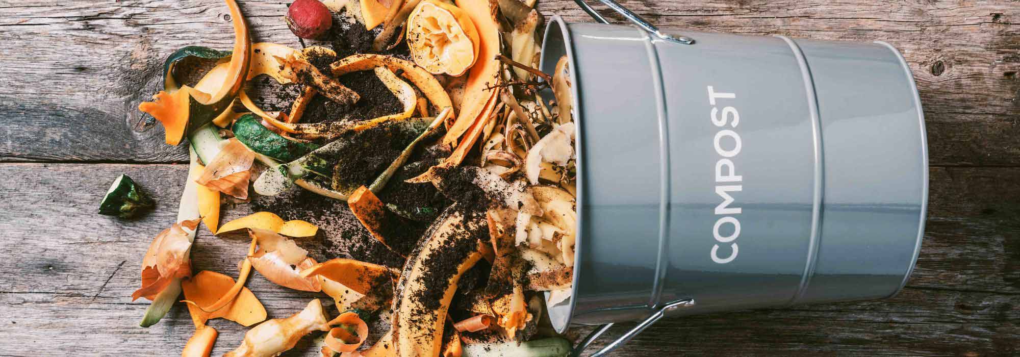 Chá de composto: receita e utilização no jardim