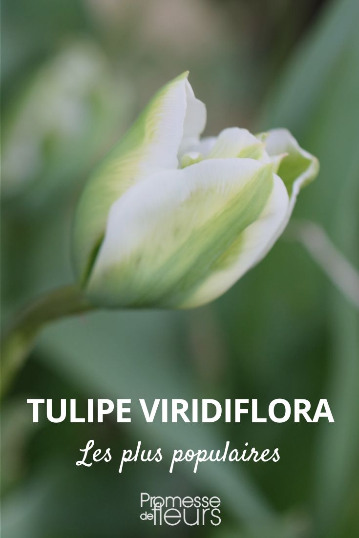 tulipa viridiflora