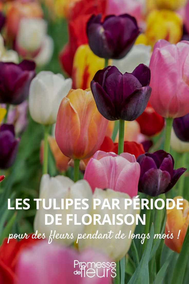 escolher tulipas de acordo com os seus períodos de floração