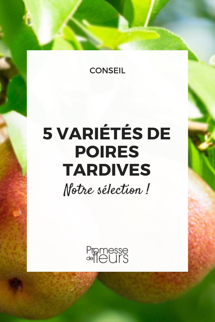 seleção de peras tardias