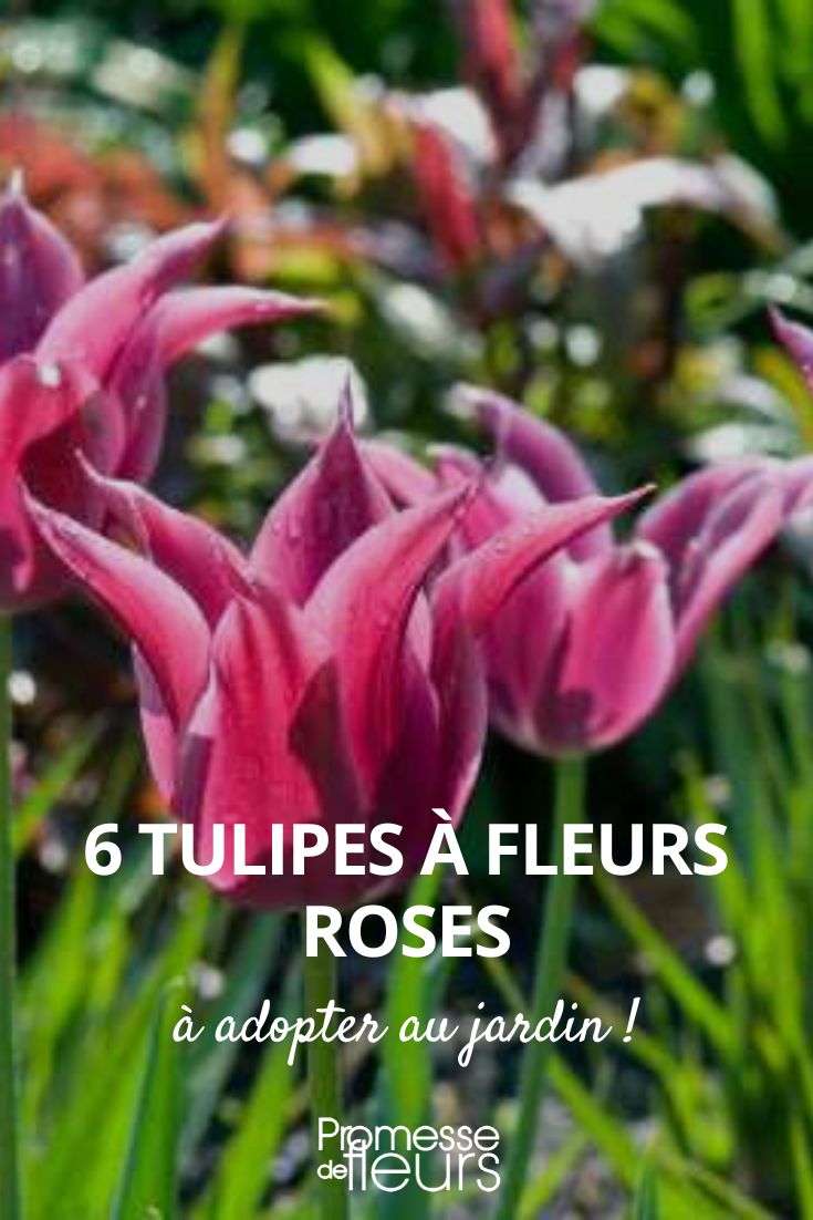 6 tulipas de flores cor-de-rosa