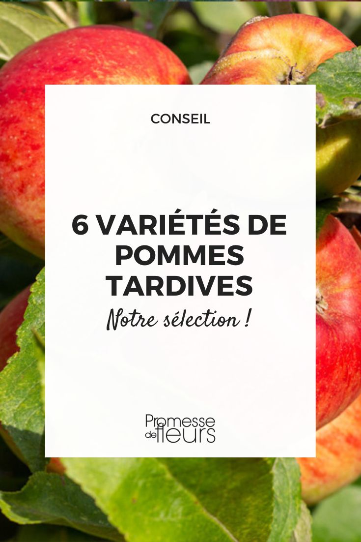 macieiras de maçãs tardias