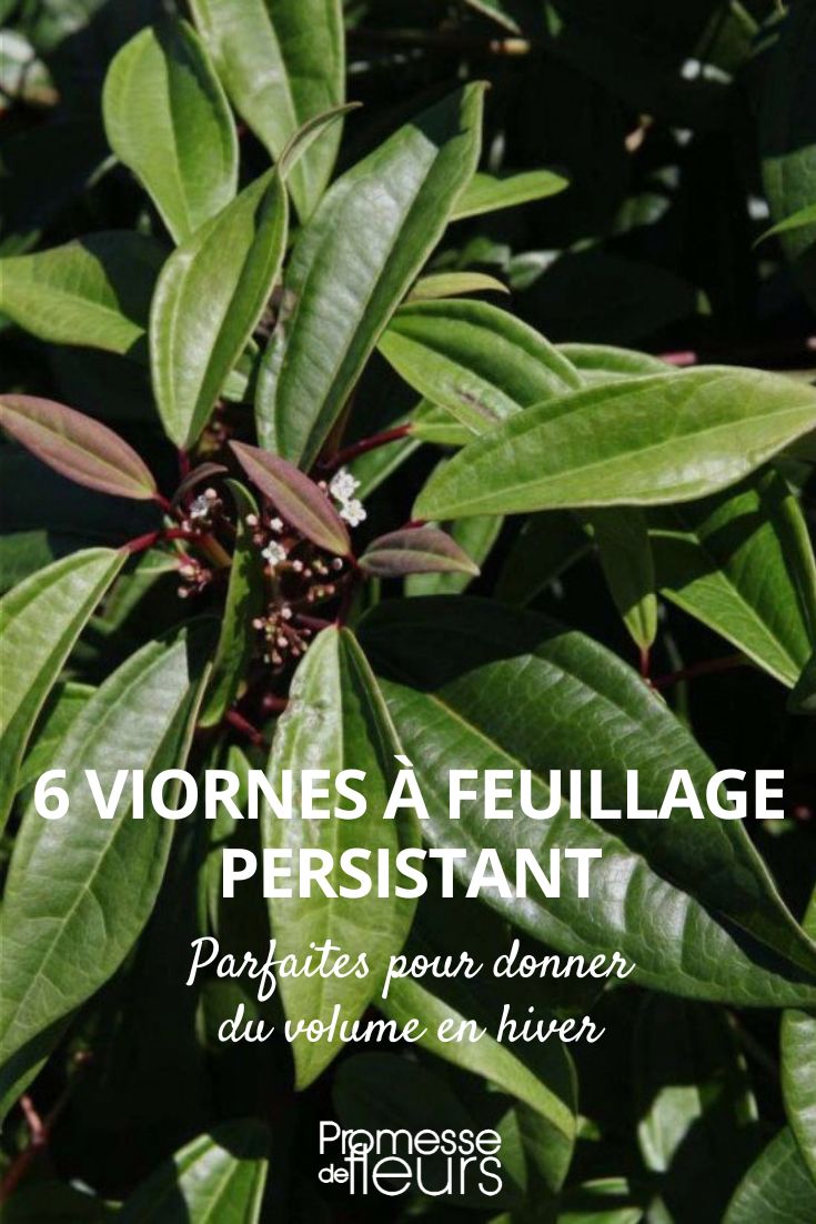 6 viburnos de folhagem persistente